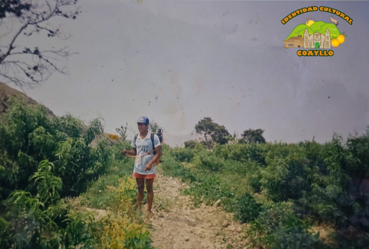 Archivo ICC. 1 de enero de 1993. Cultivo de blanquillo en anexo de San Juan de Quisque - Coayllo